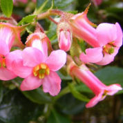 Escallonia macrantha rosa